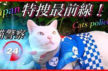特捜最前線！猫警察 !😼🚨 今日もパトロール！🚔【猫かわいい】会津若松 Cats police！ Patrol today too! in Japan !