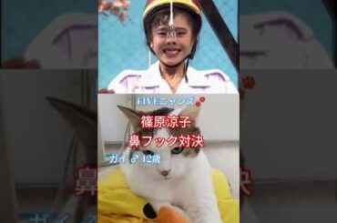 篠原涼子 鼻フック対決!! FIVEニャンズ🐾 #おすすめ #shorts #篠原涼子 #鼻フック