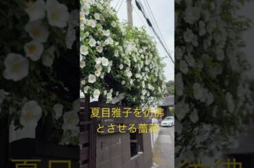 夏目雅子を彷彿とさせる薔薇