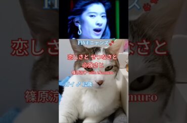 『恋しさと せつなさと 心強さと』篠原涼子 with t.komuro FIVEニャンズ🐾 #shorts #おすすめ#恋しさと せつなさと 心強さと