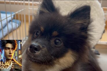 ビジャレヌーボーイ　ポメ豆ナッチの冒険　#105  問題ないよ