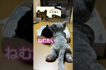 【黒猫】ねむたいクロさま／#くろねこ #cat  #ひざねこ #sunlemon ♪#悲しくてやりきれない_多部未華子 #あやしい彼女 #ねこのいる生活 #고양이동영상