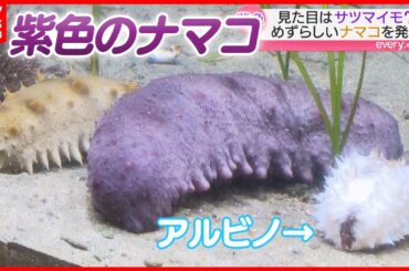 【まるでサツマイモ】天草の漁師が｢紫色のナマコ｣発見！突然変異種か地元の水族館で飼育