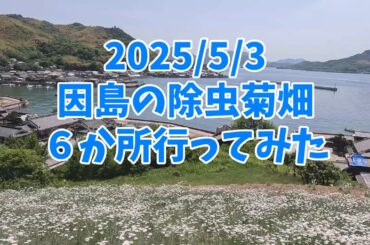 尾道◆因島の除虫菊畑６か所ツアー　2025/5/3 開花状況　馬神除虫菊畑が綺麗でした　#観光　★テロップに5/4って書いてるけど、行ったのは、昨日の2025/5/3です