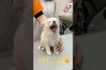 みるきーちゃんのワクチン接種♪ #動物病院 #可愛い #かわいい #パピー #puppy #チワワ #癒し #こもれびペットクリニック#ストレス軽減