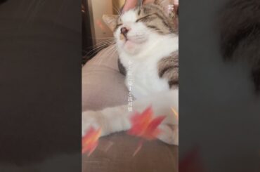 渡月橋〜倉木麻衣〜 #子ネコ #保護猫