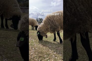 お勤めご苦労様です🫡羊の吉田さん🐑#牧歌の里#ヒツジ