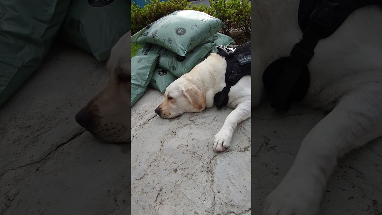 散歩に行ってきました～ラブラドールリトリートバー～可愛い～　#japan #funnydogs  #short #shortsyoutube 2024年6月9日