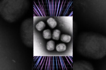 サル痘  ＃学び ＃サル痘 ＃WHO ＃緊急事態宣言