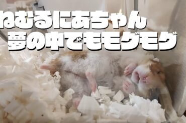 ねむるハムスターにあちゃん【夢の中でもモグモグ】