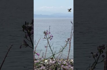 綺麗な花と富士より〜🦅🍆♯倉木麻衣を聴きながら