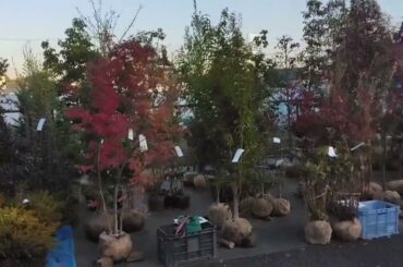 06 12 03の市場出荷状況