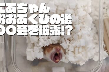 ハムスターにあちゃん おおあくびの後〇〇芸を披露！？