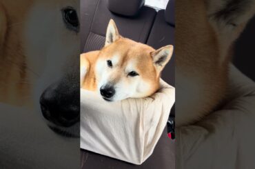 狂犬病ワクチン接種前😹　#1668