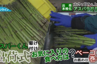 出荷本格化、太さも甘みも上々アスパラガラス　最上町・JAおいしいもがみ東部営農センター