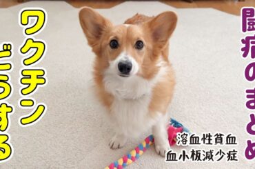 闘病から1年。ワクチン接種はできる？獣医さんの決断【血小板減少症＋溶血性貧血】