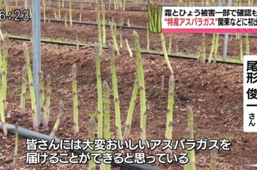 【YBC 山形放送】2025年春 山形県 最上町 尾形農園のアスパラガス、最上町で出荷式