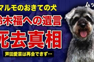 ”マルモのおきて”のムックが死去していた真相…鈴木福に残した最後の遺言に驚きを隠せない！ドラマ終了後に芦田愛菜だけが再会できなかった理由…社会現象にもなった人気番組の子役2人の格差に言葉を失う…！
