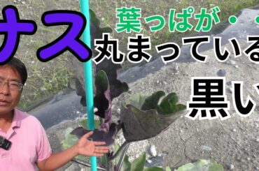 ナスの葉っぱが黒い方・丸まっている方必見！理由と対策（2025.5.9）
