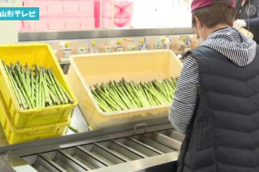 アスパラガス生産量 山形一の最上町 出荷始まる