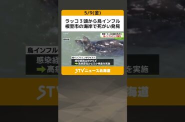 ラッコ３頭から鳥インフル　根室市の海岸で死がい発見　４月に浜中町でも感染確認　北海道 #shorts