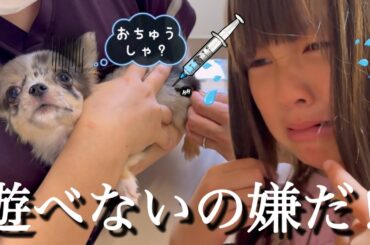 【子犬お迎え】混合ワクチン接種のお注射で泣いちゃった！チワワのチロが心配でひなちゃんまで泣き出して…！？【3ヶ月】