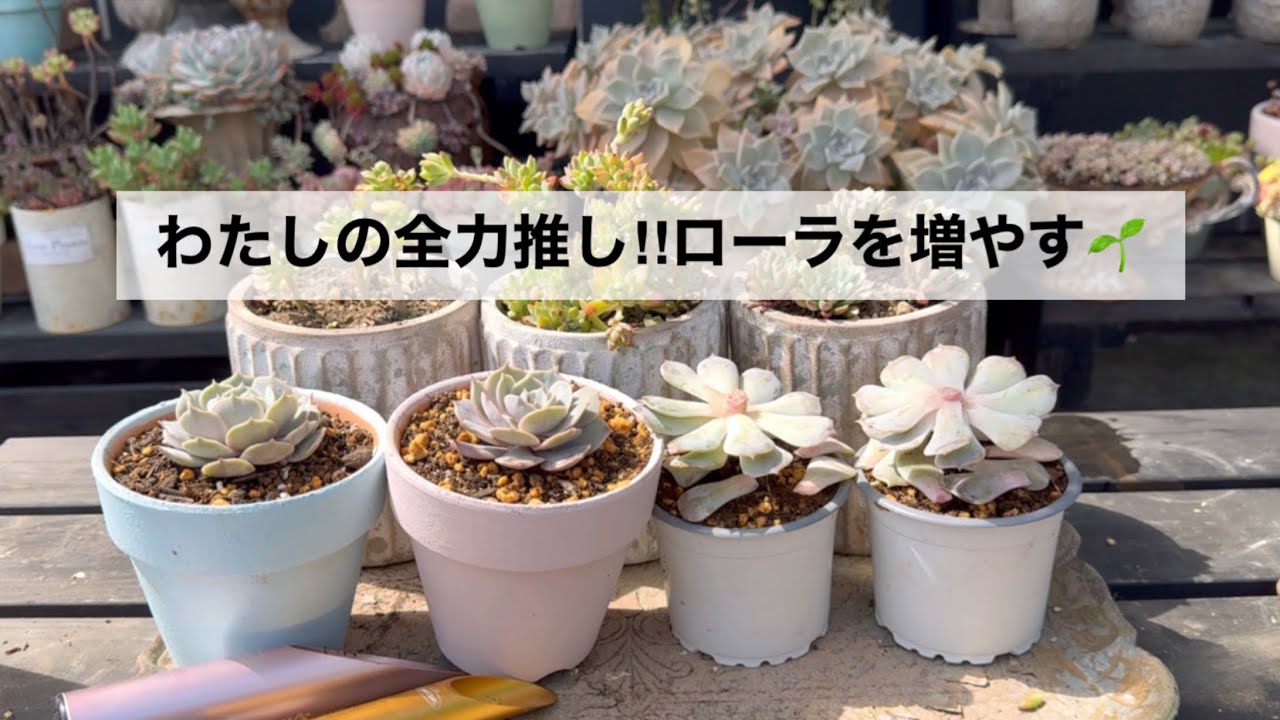 #89 【大好きローラ🌸あの子のその後】【お礼とお知らせ🎪】