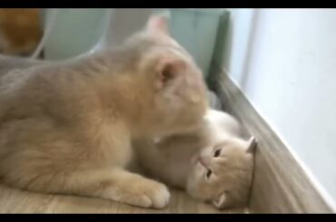 🐾Anne Kedinin Şefkatli Bakımı 🐾A Mother Cat's Tender Care🐾