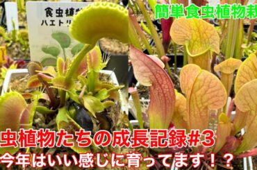 食虫植物たちの成長記録part3(2025年5月)