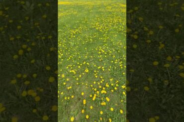 たんぽぽだらけの草原in北海道当別町〜原田知世ダンデライオンをバックに…