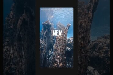 2025年05月17日 Perfume かしゆかさんINSTAGRAMストーリーズ1分Version・しゅみゆか~Dive into my memories🫧#しゅみゆか#philippines