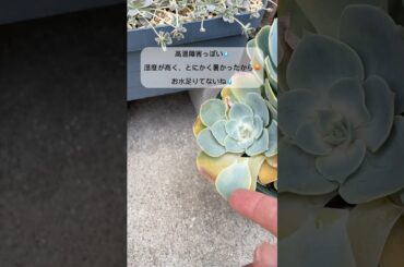 高温障害!?っぽい/今期は七福神からstart💦 #多肉植物 #succulent #多肉 #七福神 #エケベリア