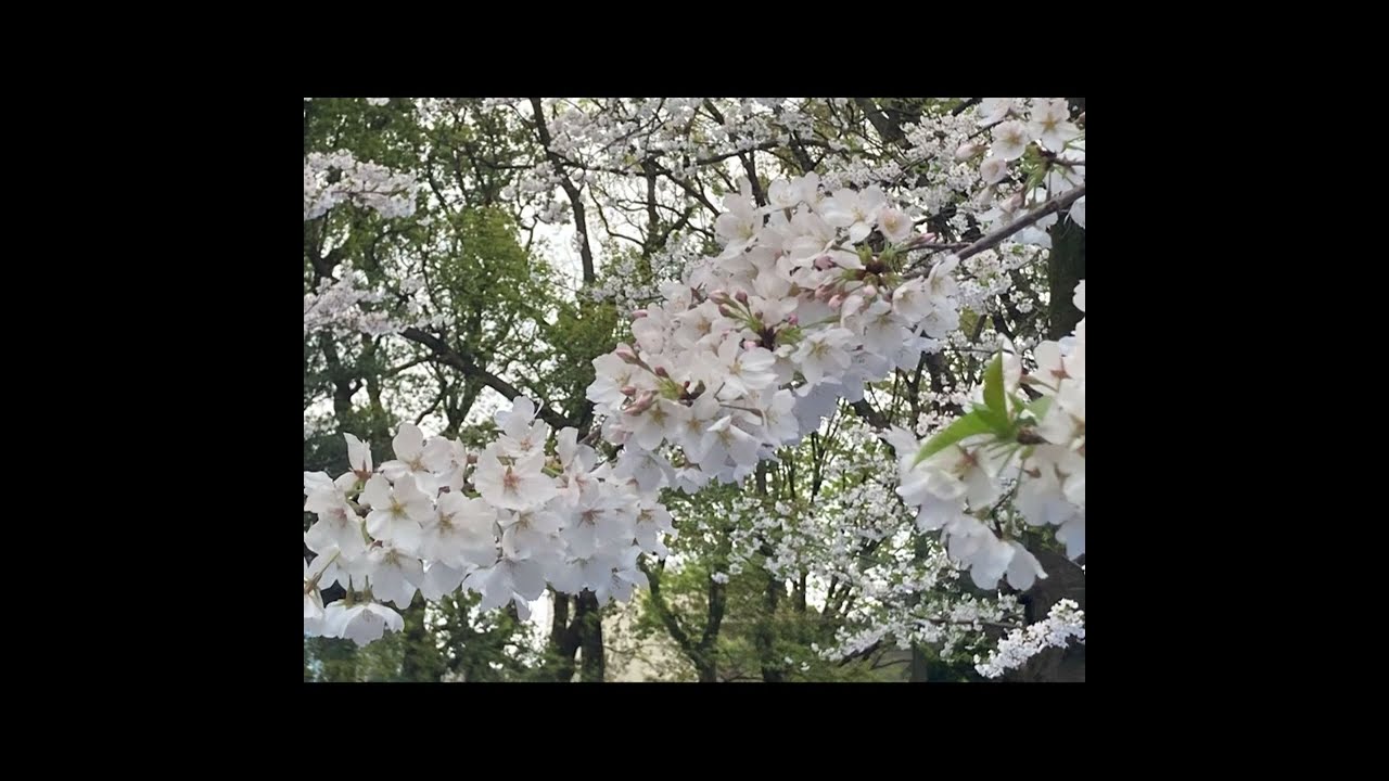 「桜の雨、いつか」松たか子 #歌ってみた #cover #松たか子