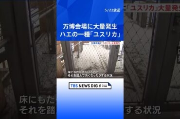 “飲食店の床にもたくさん” 大阪万博でハエの一種「ユスリカ」が大量発生　大阪府はアース製薬に協力要請 #shorts