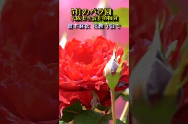 5月のバラ　大阪市立長居植物園　　#倉木麻衣 花舞う街