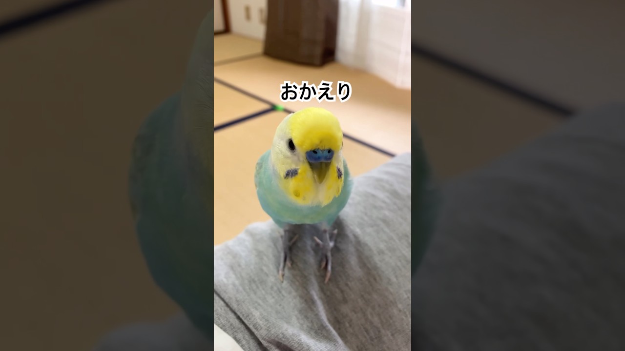 今日も会えたね #セキセイインコ #レインボー #インコ #birds #癒し