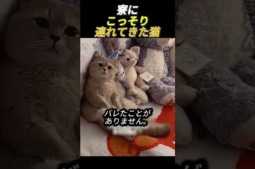 寮にこっそり連れてきた猫       #動物 #猫 #かわいい猫 #かわいい #ペット #子猫 #猫好き