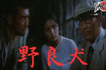 「ヤクザ映画」野良犬✔️📀📽️サスペンスドラマ最新2025 FULL HD