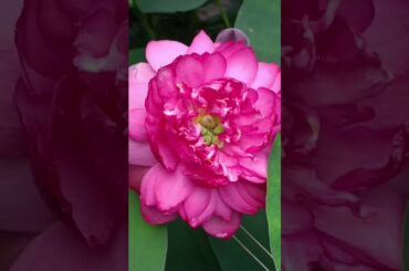 Tomake Chere Ami Ki Niya Thakbo 🥰🥰🥰#shorts #video #reels #Dipa'sdream