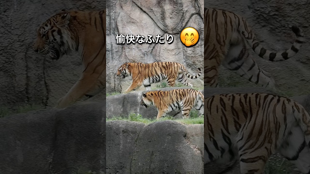 愉快なふたり【はまzooのソーン＆ローラ】 #のんほいパーク #tiger #アムールトラ