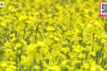 【初夏の風物詩】北海道安平町の「菜の花畑さんぽ」スタート！普段は立ち入ることができない6つの花畑を散策！まるで“黄色い絨毯”絶景の撮影スポットにトラクターで引かれた幌馬車も