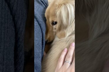 でかい体やなー思って撫でてたら申し訳なさそうにしてた。 #かわいい #癒し #動物 #犬のいる生活 #犬のいる暮らし #ミニチュアダックスフンド #犬動画