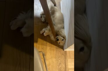 気づいたらいつも足元にいる。#犬のいる生活 #ミニチュアダックスフンド #犬動画 #animals #dachshund #わんこ