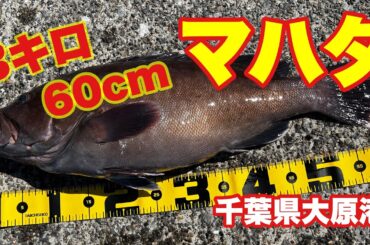 【大原港】高級魚マハタを狙う！ #加幸丸