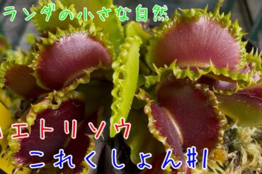 色々なハエトリソウをただ見ていただくだけの動画です。