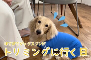 ひさびさにトリミング行ったら力尽きました