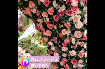 #カムフラージュ#竹内まりやさん#眠れる森#drama#ドラマ#主題歌#love#song#ご視聴ありがとうございます#thankyou#thankyouforwatching #名曲#hit#曲