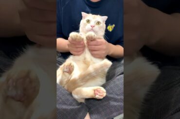 踊ってみた猫〜細川ふみえ／にこにこにゃんにゃん〜 #shorts #cat  #猫のいる暮らし #猫動画 #猫 #保護猫 #スコティッシュフォールド