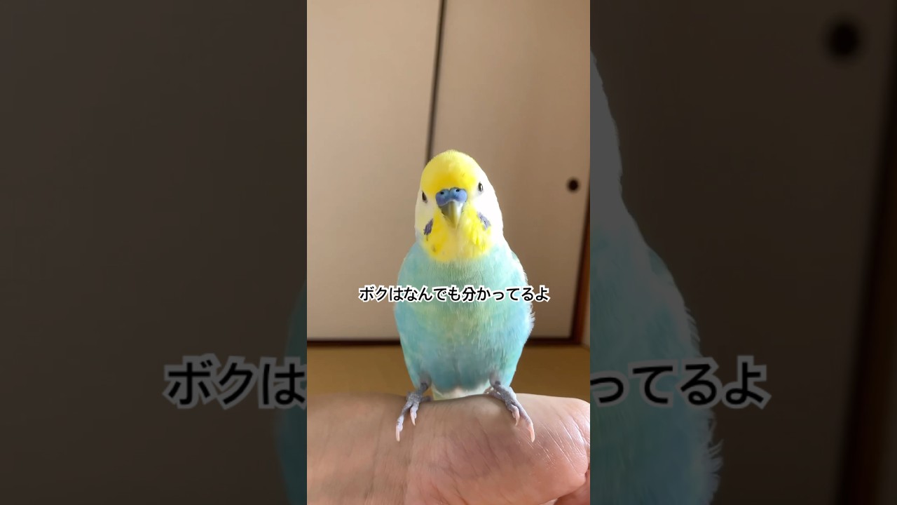まずは朝のご挨拶  #セキセイインコ #インコ #birds #癒し