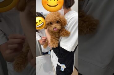 保護犬のトイプードル　3回目のワクチン接種の巻